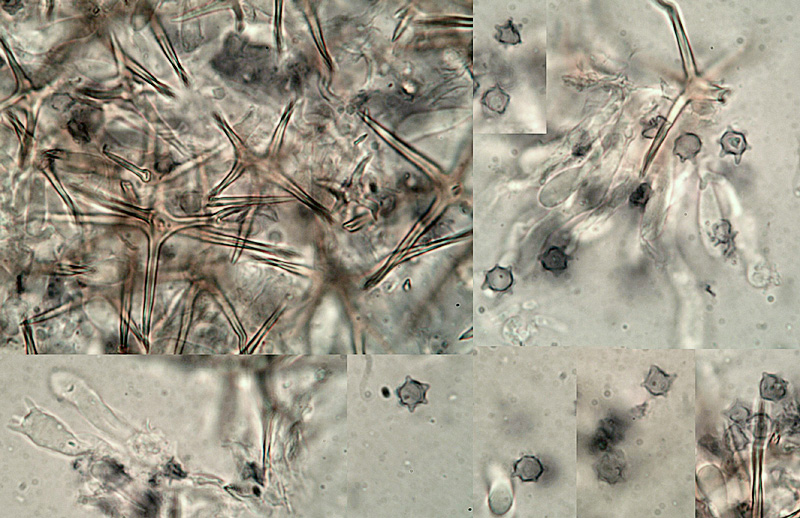 Asterostroma medium